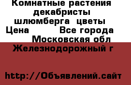 Комнатные растения, декабристы (шлюмберга) цветы › Цена ­ 300 - Все города  »    . Московская обл.,Железнодорожный г.